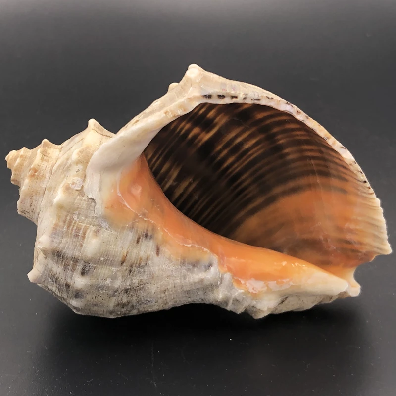 Natural Shell Sea Conch Snail Fish Tank Aquarium Photographic Background Decoration DIY Micro-Landscape Succulent Flower Pot
Natural Shell Sea Conch Snail Fish Tank Aquarium Photographic Background Decoration DIY Micro-Landscape Succulent Flower Pot