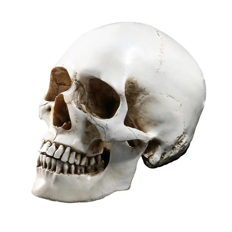 1/2 PCS Lifesize 1:1 Human Skull Model Replica Resin Medical Anatomical Tracing Medical Teaching Skeleton Halloween Decor Statue
1/2 PCS Lifesize 1:1 Human Skull Model Replica Resin Medical Anatomical Tracing Medical Teaching Skeleton Halloween Decor Statue