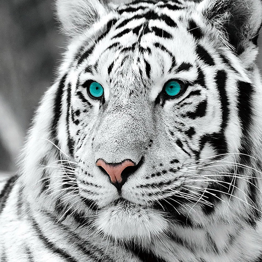 5D DIY Diamond Painting Animals For Sale Picture Cross Stitch Kit Diamond Embroidery White Tiger Rhinestone Set Home Decor Gift
5D DIY Diamond Painting Animals For Sale Picture Cross Stitch Kit Diamond Embroidery White Tiger Rhinestone Set Home Decor Gift