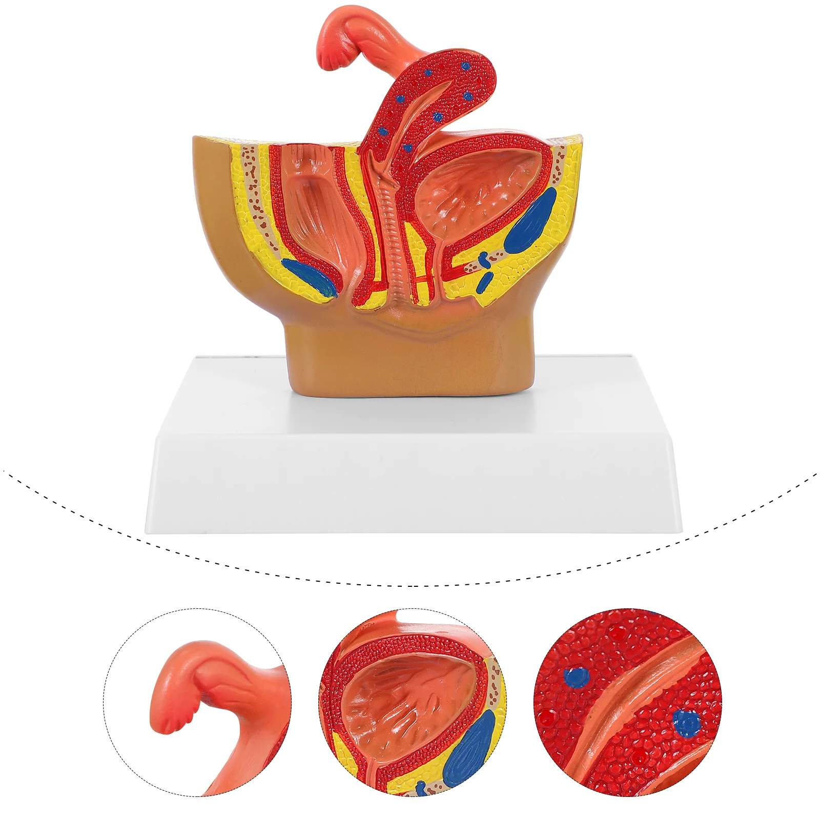1pc Female Pelvic Anatomical Model Biology Class Accessory Pelvic Cavity Model
1pc Female Pelvic Anatomical Model Biology Class Accessory Pelvic Cavity Model
