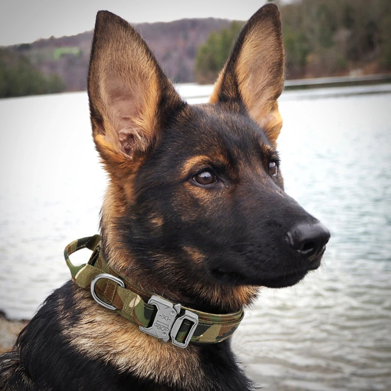 Military Tactical Dog Collar German Shepard Medium Large Dog Collars For Walking Training Durable Dog Collar Control Handle
Military Tactical Dog Collar German Shepard Medium Large Dog Collars For Walking Training Durable Dog Collar Control Handle