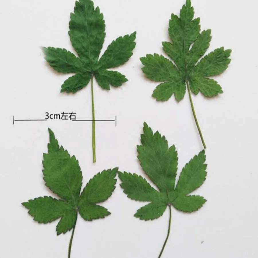 60pcs Green Pressed Dried Strawberry Leaves Plant Herbarium For Jewelry Postcard Phone Case Bookmark Photo Frame DIY Making
60pcs Green Pressed Dried Strawberry Leaves Plant Herbarium For Jewelry Postcard Phone Case Bookmark Photo Frame DIY Making