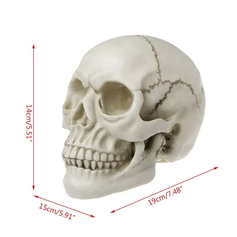 Resin Art Human Skull Replica Teaching Model Realistic 1:1 Adult Size wholesales
Resin Art Human Skull Replica Teaching Model Realistic 1:1 Adult Size wholesales