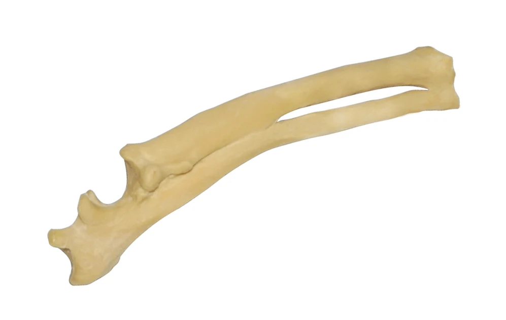 Ортопедическая операция для собак ulna humerus демонстрация имитация костной