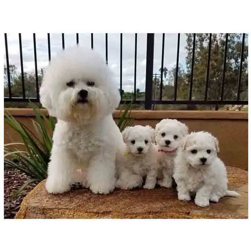 Full Square Round Diy Diamond Painting Bichon Frise Animal Diamond Mosaic Diamond Embroidery Cute dog 5D RhinestonesZP-2882
Full Square Round Diy Diamond Painting Bichon Frise Animal Diamond Mosaic Diamond Embroidery Cute dog 5D RhinestonesZP-2882