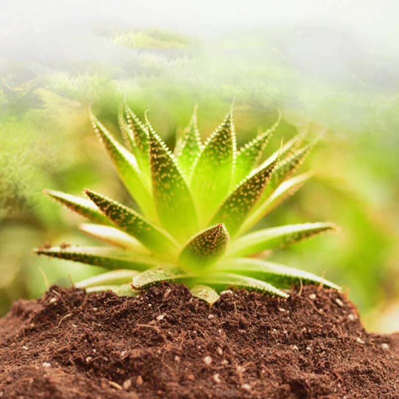 200g / Bag Organic Flowers And Vegetables Soil Peat And Breathable Soil Nutrients, Gardening Articles Composite
200g / Bag Organic Flowers And Vegetables Soil Peat And Breathable Soil Nutrients, Gardening Articles Composite