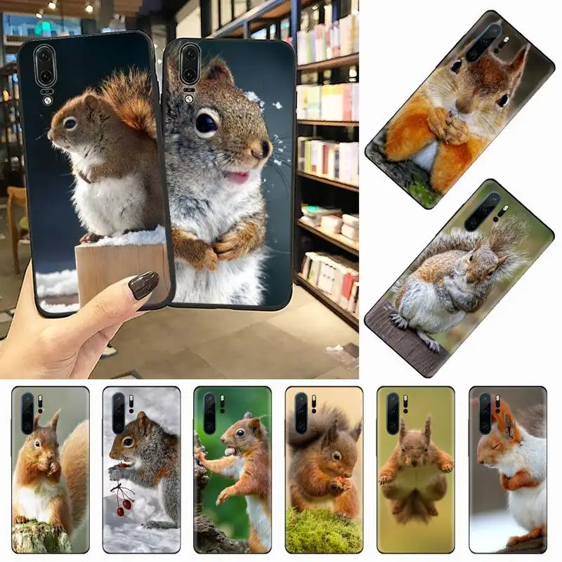 cute animal squirrel Phone Case For Huawei honor Mate 10 20 30 40 i 9 8 pro x Lite P smart 2019 nova 5t
cute animal squirrel Phone Case For Huawei honor Mate 10 20 30 40 i 9 8 pro x Lite P smart 2019 nova 5t
