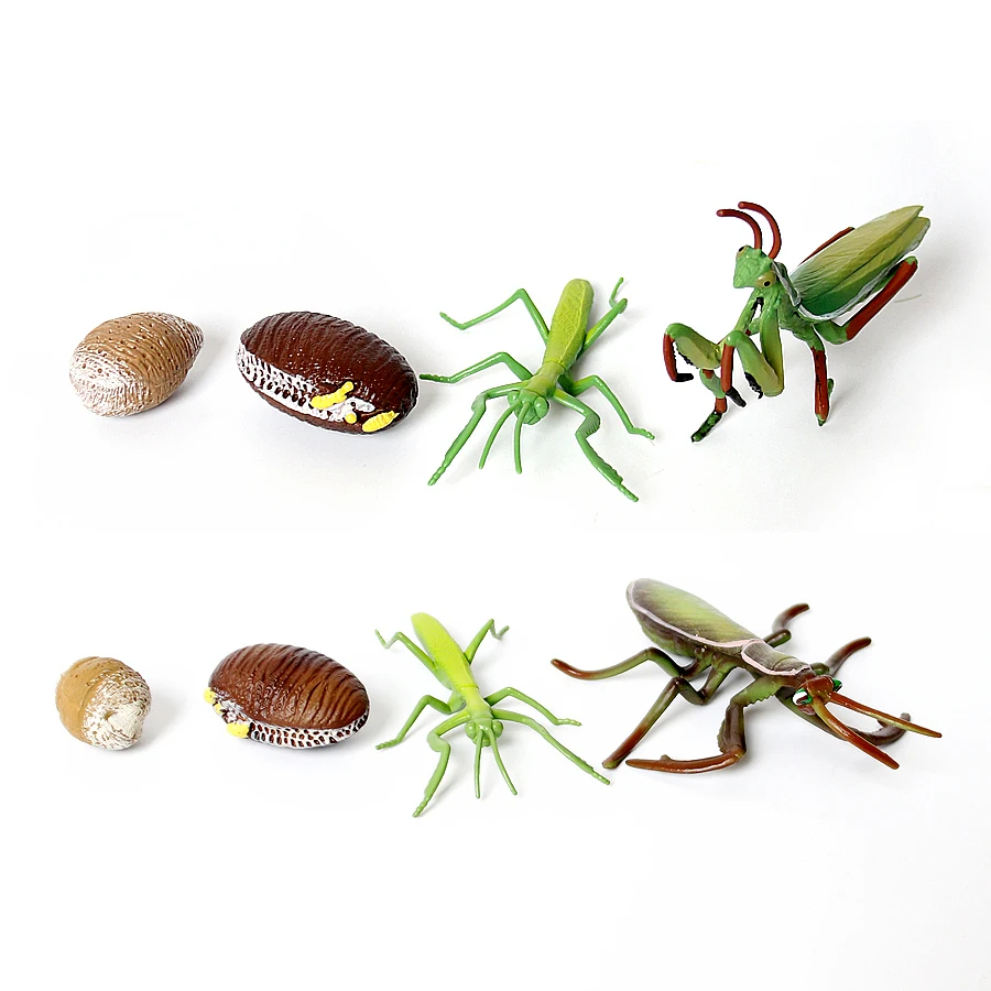 Realistic Praying Mantis 4 Piece Life Cycle Figures Shows Life Cycle of A Cute Praying Mantis Model Miniature Educational Toys
Realistic Praying Mantis 4 Piece Life Cycle Figures Shows Life Cycle of A Cute Praying Mantis Model Miniature Educational Toys