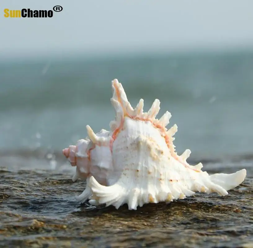 Natural Conch Shell Hand Chrysanthemum Snail Home Aquarium Decoration Mediterranean Micro-landscape Sea Snail Home Decoration
Natural Conch Shell Hand Chrysanthemum Snail Home Aquarium Decoration Mediterranean Micro-landscape Sea Snail Home Decoration