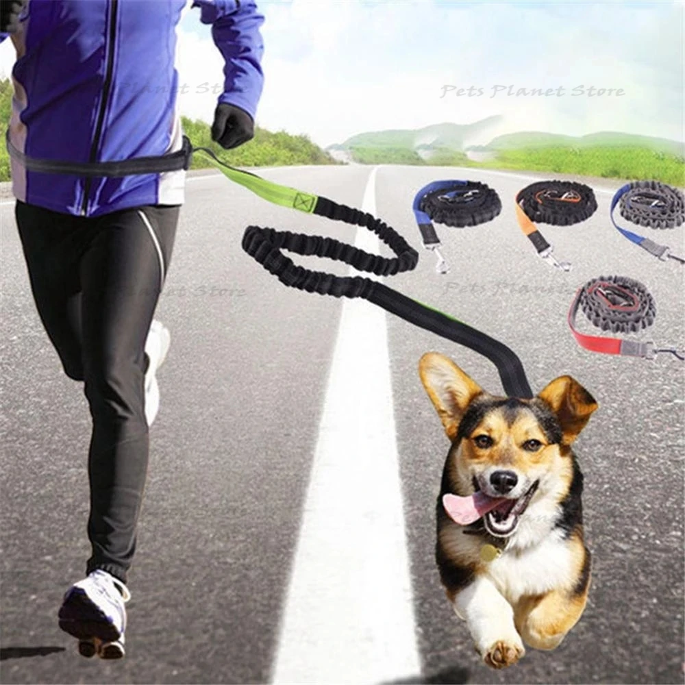Hands-free running dog leash traction rope dog reflective elastic belt pet walking jogging lead belt dog supplies
Hands-free running dog leash traction rope dog reflective elastic belt pet walking jogging lead belt dog supplies