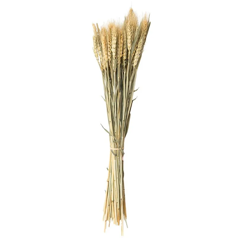 100Pcs/lot Dried Wheat Ear Flower Natural Real Flowers For Wedding Decoration DIY Craft Scrapbook Home Decor Wheat Bouquet 
100Pcs/lot Dried Wheat Ear Flower Natural Real Flowers For Wedding Decoration DIY Craft Scrapbook Home Decor Wheat Bouquet