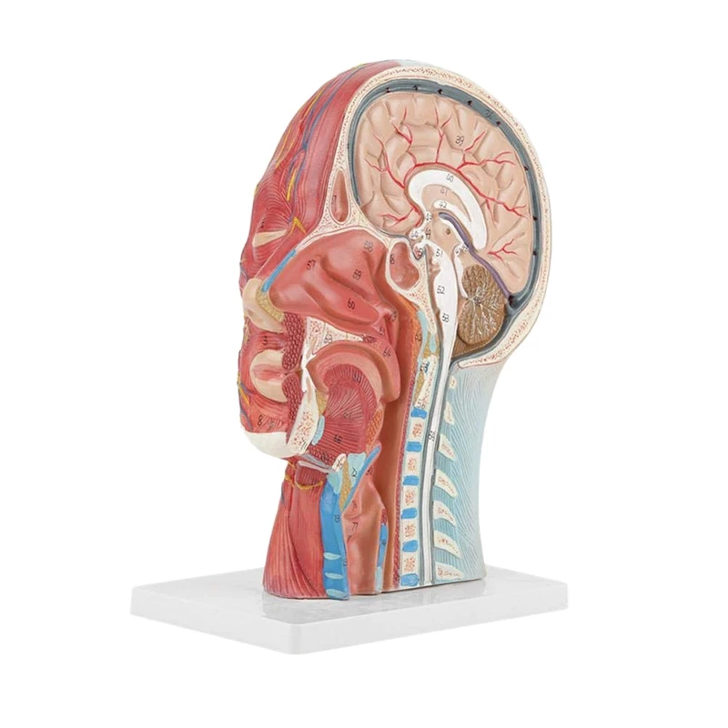 Топ! человек череп с мышцами и нервами кровеносного сосуда головной раздел