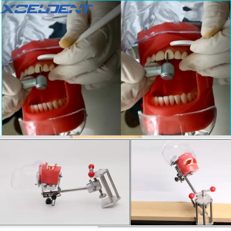 

Стоматологический симулятор Nissin Manikin, модель детской стоматологической модели с новым стильным настольным креплением для обучения дантист...