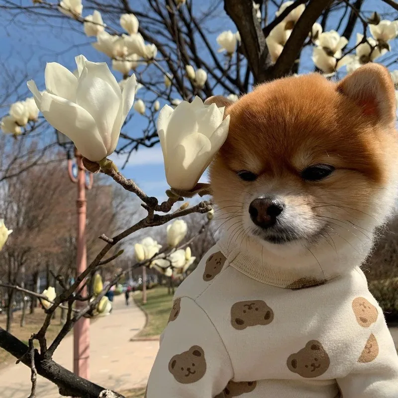 Cute Cream Bear Dog Jumpsuit for Small Medium Dogs Cotton Soft Dog Tops Chihuahua Clothes French Bulldog Clothing Ropa Perro
Cute Cream Bear Dog Jumpsuit for Small Medium Dogs Cotton Soft Dog Tops Chihuahua Clothes French Bulldog Clothing Ropa Perro