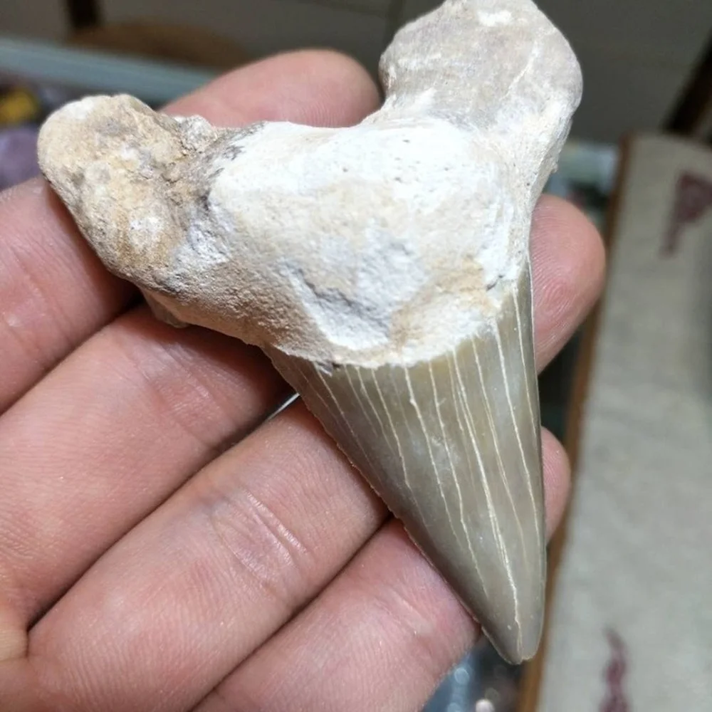 Природный Палеонтологический ископаемый зуб образец природных ископаемых минералов 
Природный Палеонтологический ископаемый зуб образец природных ископаемых минералов