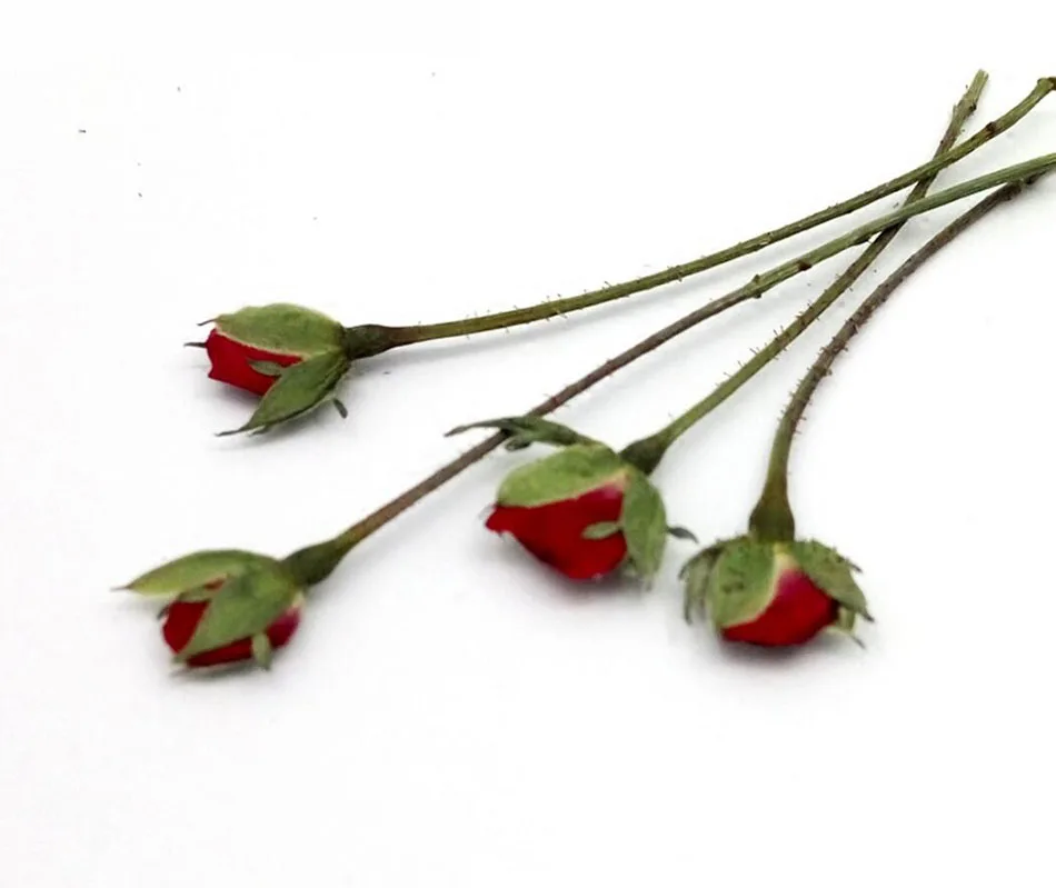 120pcs Pressed Dried Mini Red Rose Buds Flower Plant Herbarium For Jewelry Postcard Invitation Card Phone Case Bookmark DIY
120pcs Pressed Dried Mini Red Rose Buds Flower Plant Herbarium For Jewelry Postcard Invitation Card Phone Case Bookmark DIY