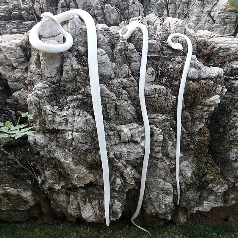 Fake Snake Toy Simulation Snake Realistic Snake Prank Prop Cosplay Props Tricky Playthings For Kids Children
Fake Snake Toy Simulation Snake Realistic Snake Prank Prop Cosplay Props Tricky Playthings For Kids Children