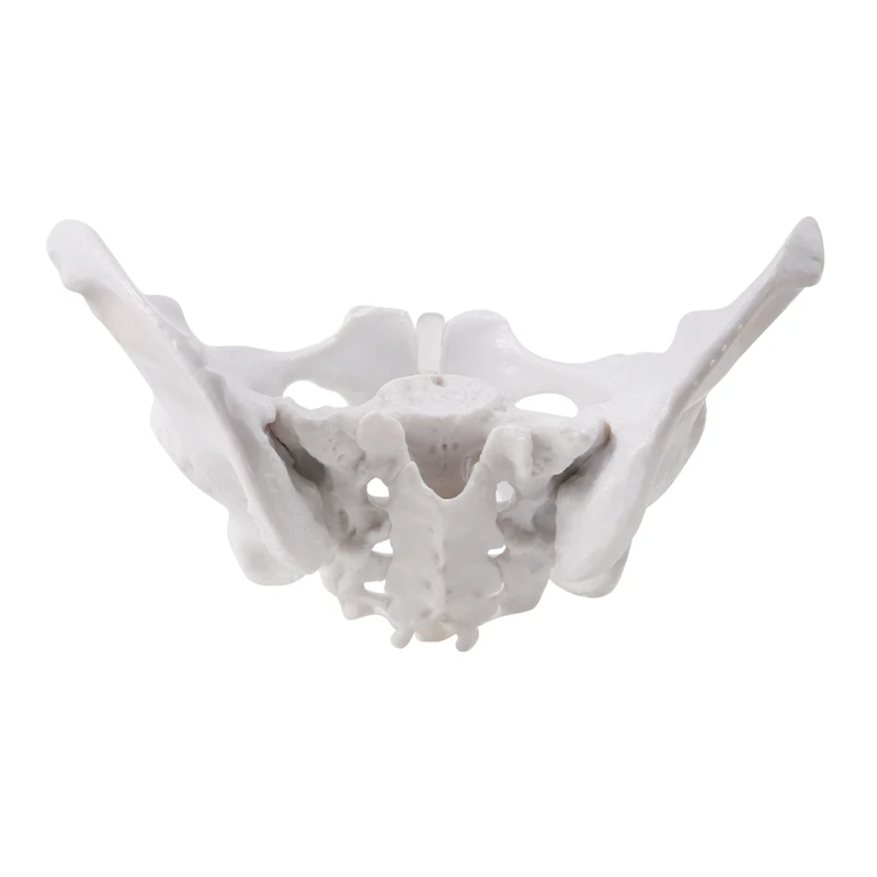 Female Pelvis Human Skeleton Model Specimen Hip Skeleton Anatomy Tool School Used Pubis Skeleton
Female Pelvis Human Skeleton Model Specimen Hip Skeleton Anatomy Tool School Used Pubis Skeleton
