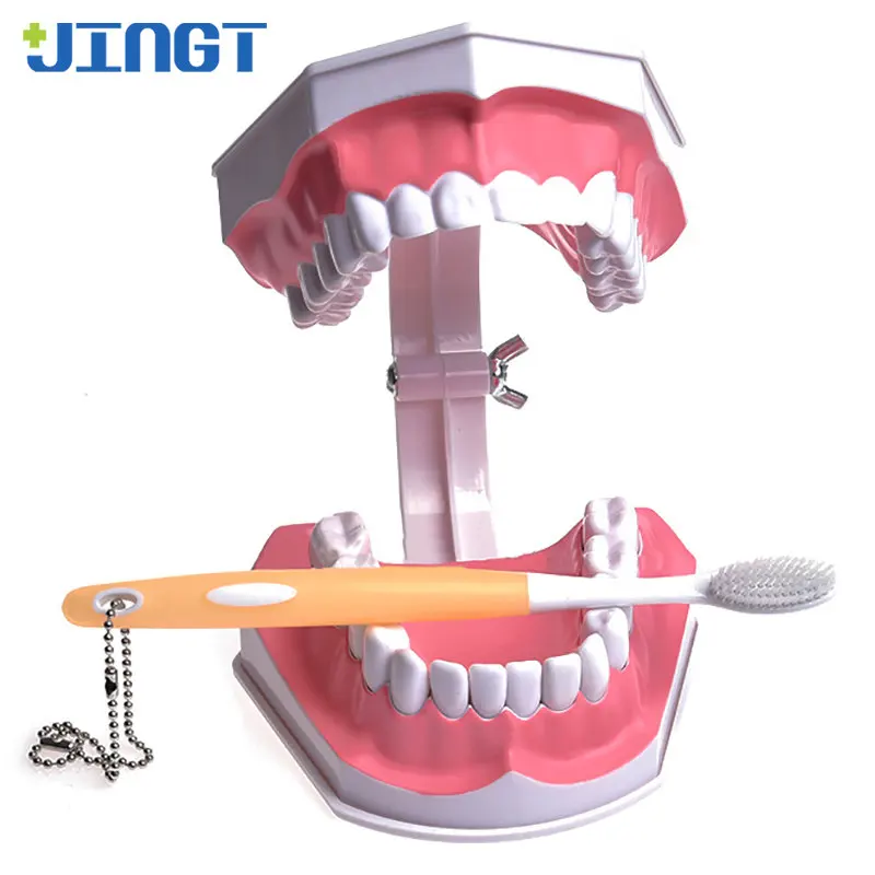 JINGT Dental Teeth Model Oral Teaching Cognitive Exercise Mold Tooth Fake Dentistry Practice Molds Dentures Tools
JINGT Dental Teeth Model Oral Teaching Cognitive Exercise Mold Tooth Fake Dentistry Practice Molds Dentures Tools