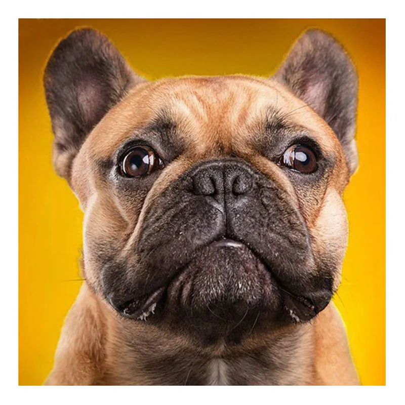Полноформатная Алмазная вышивка, 5D, алмазная живопись, французский бульдог, собака, вышивка крестиком, 3D Алмазная мозаика, вышивка
Полноформатная Алмазная вышивка, 5D, алмазная живопись, французский бульдог, собака, вышивка крестиком, 3D Алмазная мозаика, вышивка