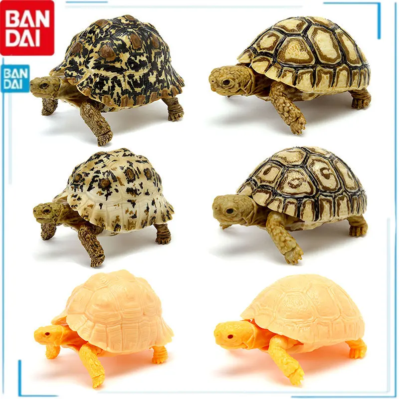 BANDAI Имитация животных Mauremys Reevesii черепаха стигмохелис Pardalis гид по биологии детская игрушка рождественские подарки 
BANDAI Имитация животных Mauremys Reevesii черепаха стигмохелис Pardalis гид по биологии детская игрушка рождественские подарки