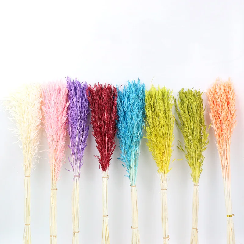 Immortal Flower Dried Flower Oat Dyed Real Flower Pastoral Air-dried Flower Shooting Props Home Mall Window Decoration DIY
Immortal Flower Dried Flower Oat Dyed Real Flower Pastoral Air-dried Flower Shooting Props Home Mall Window Decoration DIY
