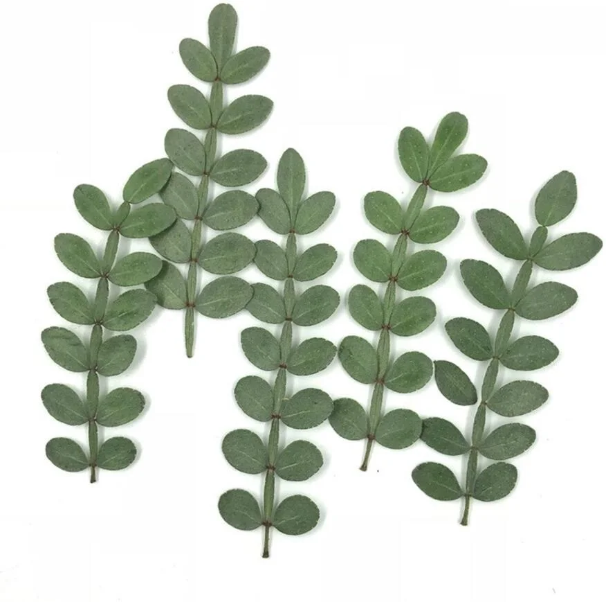 120pcs Pressed Dried Flower Zanthoxylum piperitum Leaf Filler For Epoxy Resin Jewelry Making Postcard Frame Phone Case Craft DI
120pcs Pressed Dried Flower Zanthoxylum piperitum Leaf Filler For Epoxy Resin Jewelry Making Postcard Frame Phone Case Craft DI