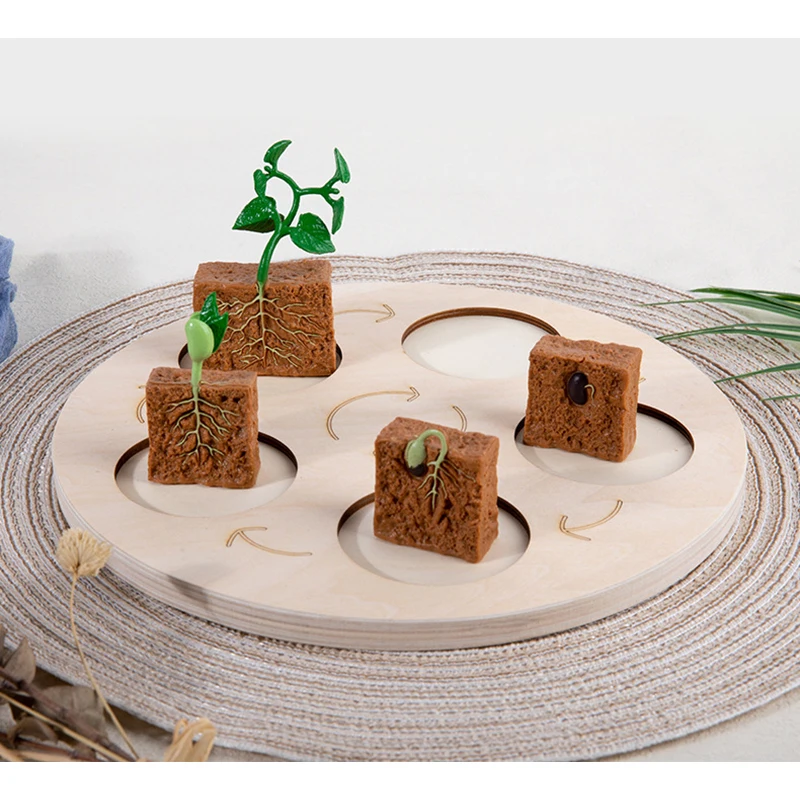 Artificial Animals Plants Growth Stage Model Wooden Simulated Life Science Cycle Board Kids Educational Toy Teaching Tools Set
Artificial Animals Plants Growth Stage Model Wooden Simulated Life Science Cycle Board Kids Educational Toy Teaching Tools Set
