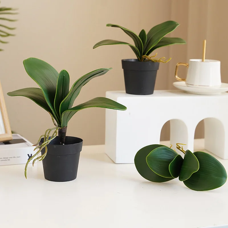 1pcs Simulation Green Phalaenopsis Leaf Winter Artificial Plant Micro-Landscape Decoration Leisure Bedroom Living Room Accessory
1pcs Simulation Green Phalaenopsis Leaf Winter Artificial Plant Micro-Landscape Decoration Leisure Bedroom Living Room Accessory