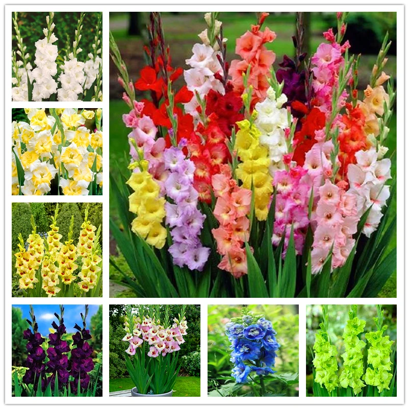 50Pcs/lot Perennial Gladiolus Home Furniture Natural Colorful Fragrant Sword Lily Flowers Wood Shoe Cabinet G5C-I
50Pcs/lot Perennial Gladiolus Home Furniture Natural Colorful Fragrant Sword Lily Flowers Wood Shoe Cabinet G5C-I