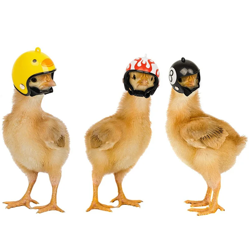 Pet Chicken Helmet Small Pet Poultry Bird Duck Headgear Hat Caps Head Protector Bird Head Helmet Pet Supplies 1 PCS New Arrival
Pet Chicken Helmet Small Pet Poultry Bird Duck Headgear Hat Caps Head Protector Bird Head Helmet Pet Supplies 1 PCS New Arrival