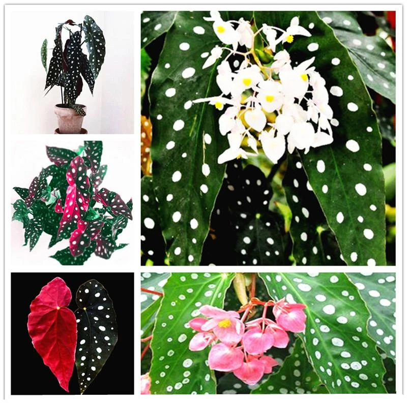 100Pcs New Leopard Begonia Flowers Home Furniture Nature Wave Point Leaves Plants Wood Shoe Cabinet P8I-N
100Pcs New Leopard Begonia Flowers Home Furniture Nature Wave Point Leaves Plants Wood Shoe Cabinet P8I-N