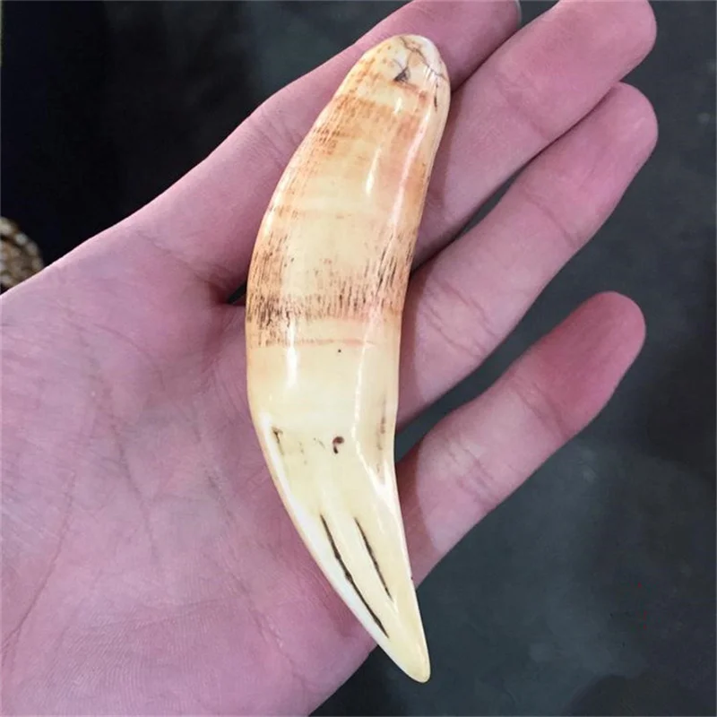 Hot Selling Hand-carve Collection National Style Animal Tooth Necklace Pendant Fashion Jewelry MenWomen Luck Gifts
Hot Selling Hand-carve Collection National Style Animal Tooth Necklace Pendant Fashion Jewelry MenWomen Luck Gifts