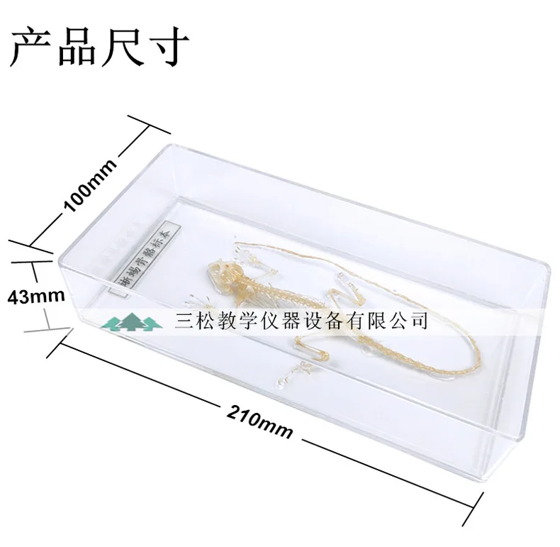 Анатомическая модель скелета ящерицы PLLCUTE
Анатомическая модель скелета ящерицы PLLCUTE