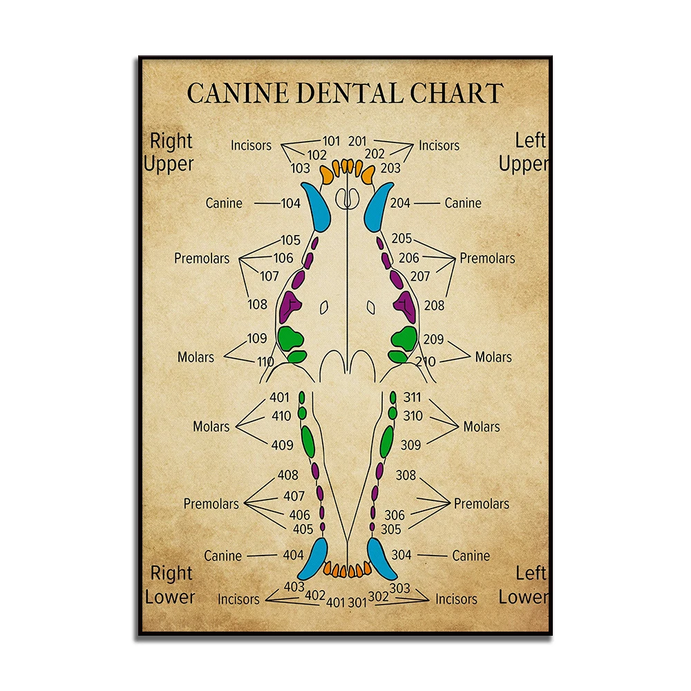 Плакат-фигура Canine ReachMani 
Плакат-фигура Canine ReachMani