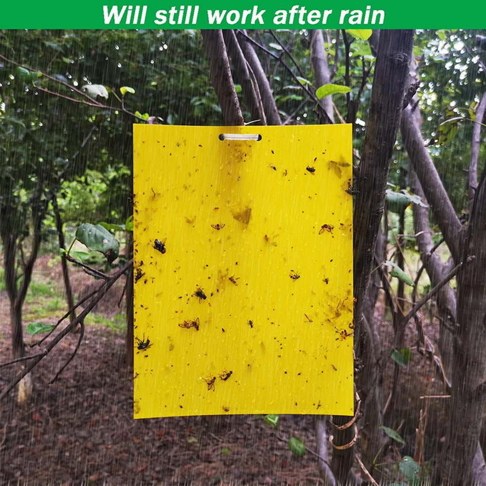 20/50Pcs Strong Flies Sticky Traps Bugs Sticky Catching Aphid Insects Pest Killer Outdoor Fly Board Bait Flies Double Traps
20/50Pcs Strong Flies Sticky Traps Bugs Sticky Catching Aphid Insects Pest Killer Outdoor Fly Board Bait Flies Double Traps