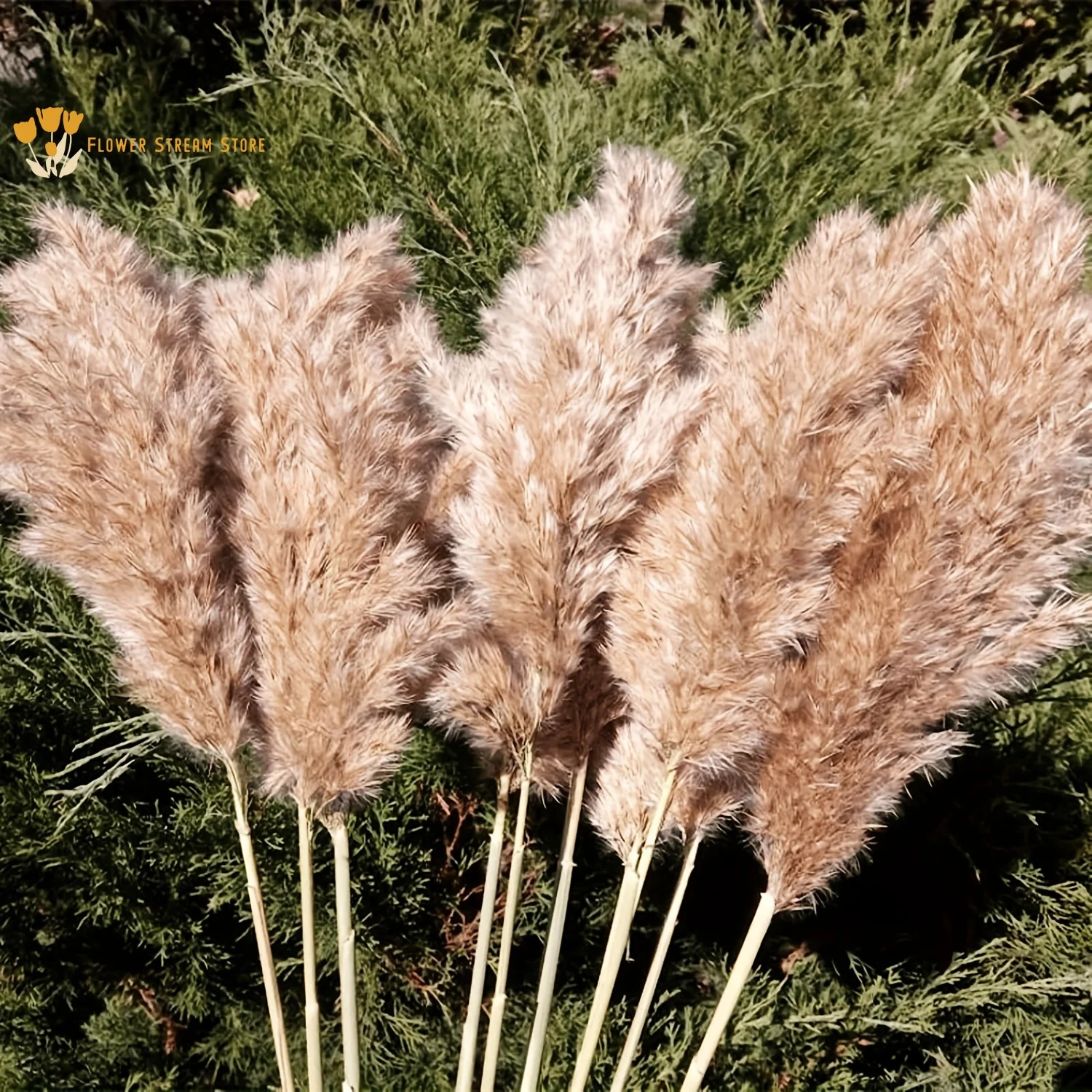 Natural Dried Flowers Pampas Bouquets Boho Decor Home Table Decoration Bunny Tails Grass Reed Wedding Supplies Photography Props
Natural Dried Flowers Pampas Bouquets Boho Decor Home Table Decoration Bunny Tails Grass Reed Wedding Supplies Photography Props