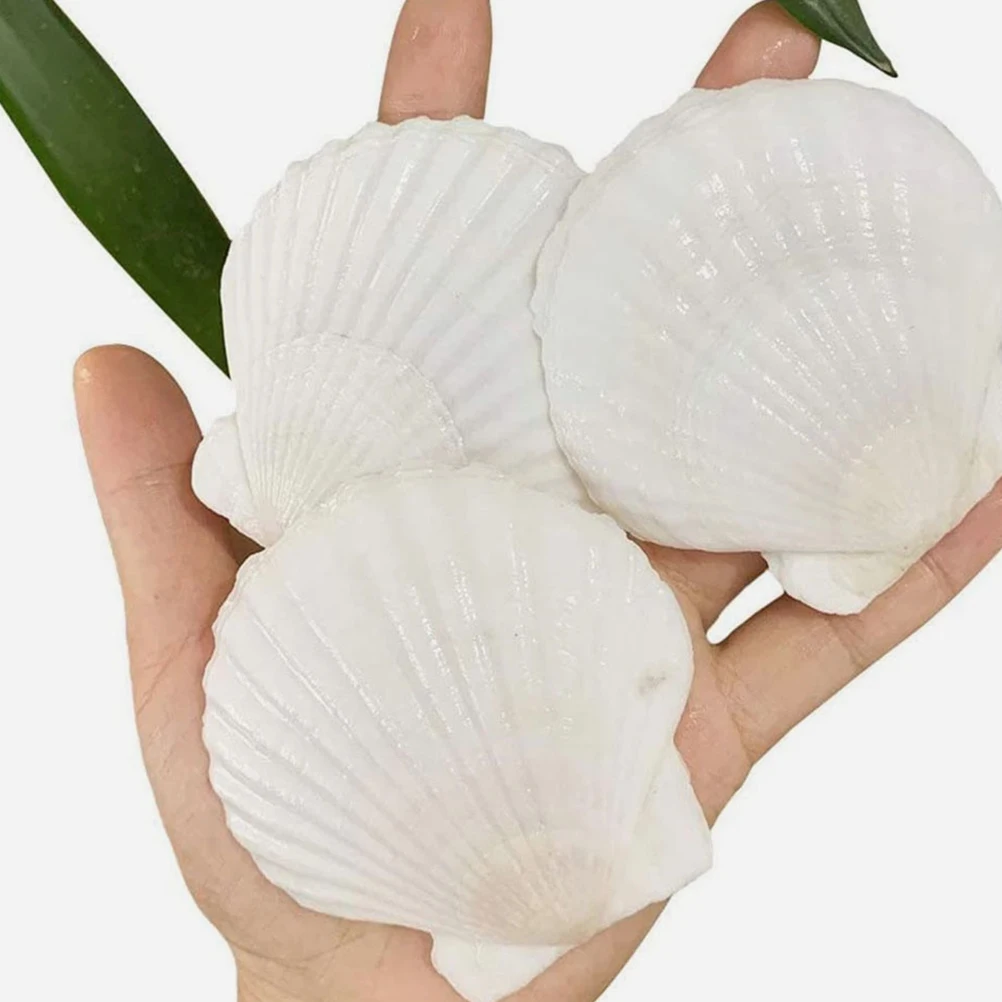 Натуральные ракушки 16 шт.
Натуральные ракушки 16 шт.