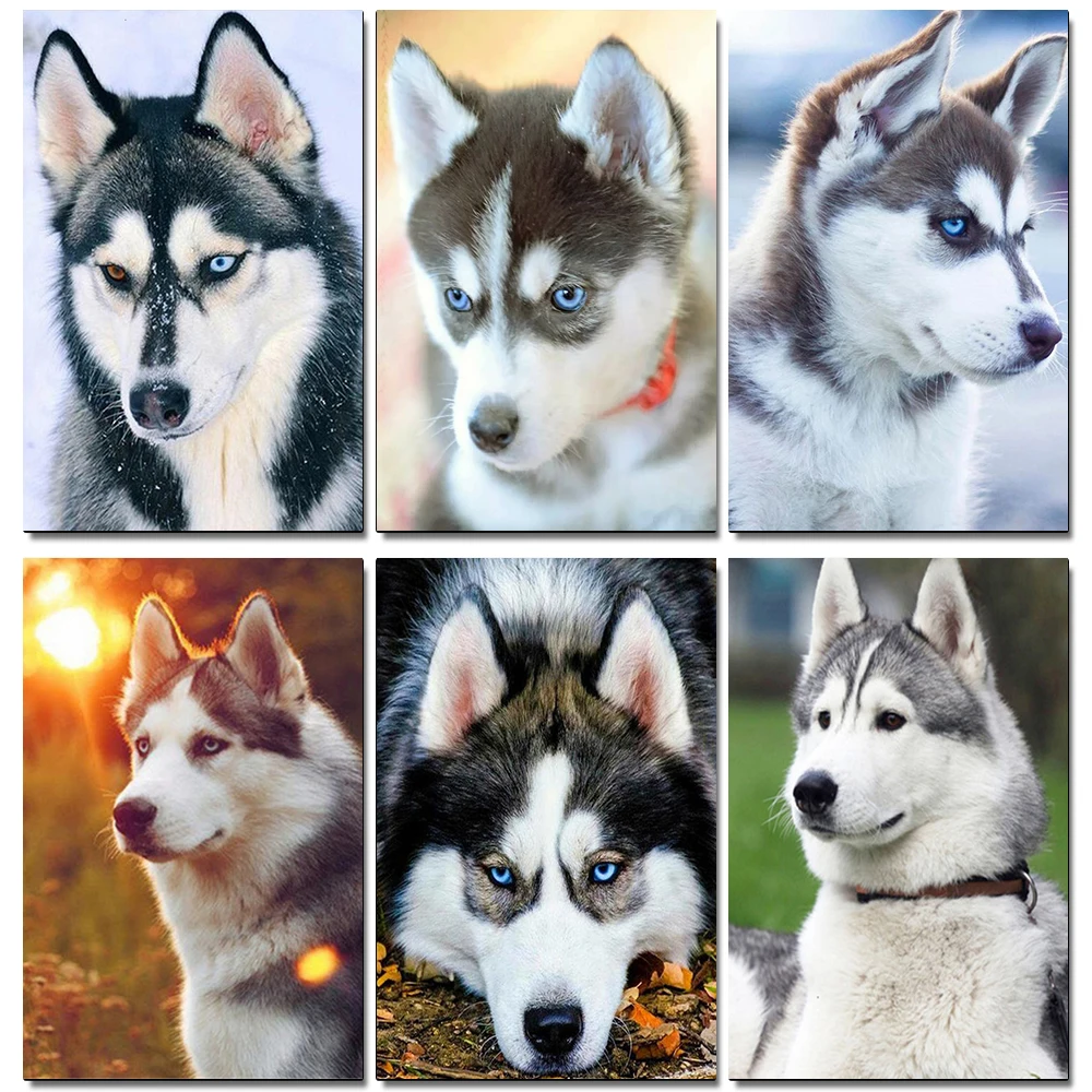 OLOEY Diamond Painting Dog Hobbies And Crafts 5D DIY Diamond Embroidery Animal Diamond Mosaic Husky Home Decorations
OLOEY Diamond Painting Dog Hobbies And Crafts 5D DIY Diamond Embroidery Animal Diamond Mosaic Husky Home Decorations