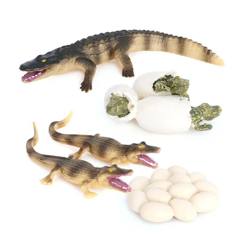Simulation Alligator Animal Growth Life Cycle Model Kids Child Pre-School Education Cognitive Biology Toys
Simulation Alligator Animal Growth Life Cycle Model Kids Child Pre-School Education Cognitive Biology Toys