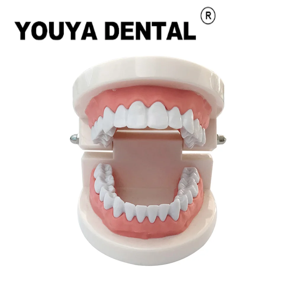 Teeth Education Model Caries Tooth Care Oral Education Dentist Equipment Oral Hygiene Dental Study Teaching Model
Teeth Education Model Caries Tooth Care Oral Education Dentist Equipment Oral Hygiene Dental Study Teaching Model