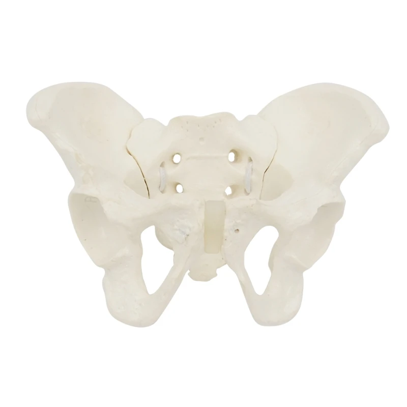Hip Bone Pelvic Anatomical Model for Science Education Midwife Life Size Female Pelvis Model, Flexible Anatomy Model
Hip Bone Pelvic Anatomical Model for Science Education Midwife Life Size Female Pelvis Model, Flexible Anatomy Model