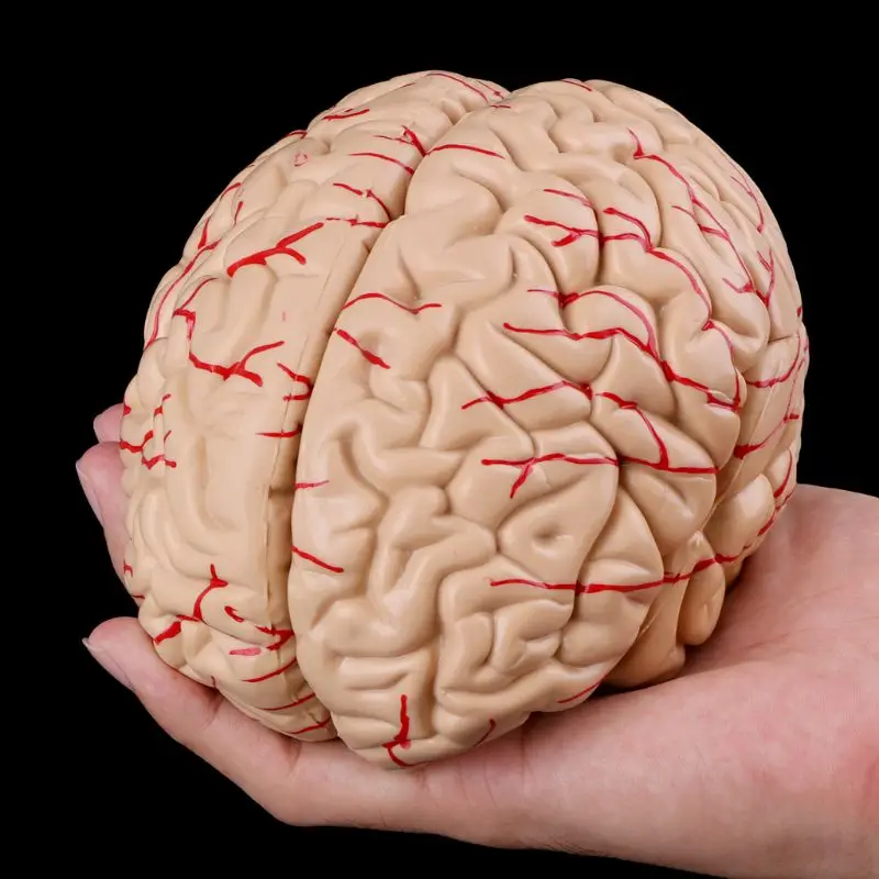 Medical Props Model Free Postage Disassembled Anatomical Human Brain Model Anatomy Medical Teaching Tool
Medical Props Model Free Postage Disassembled Anatomical Human Brain Model Anatomy Medical Teaching Tool