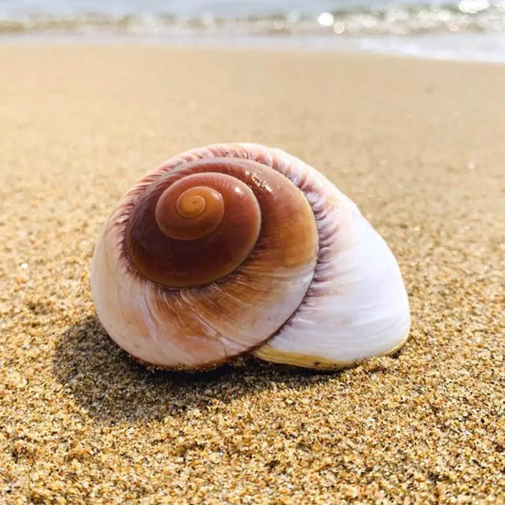 Natural Conch Shell Hermit Crab Replacement Yellow Snail Bread Conch Bread Seashells Decoration Home H5X8
Natural Conch Shell Hermit Crab Replacement Yellow Snail Bread Conch Bread Seashells Decoration Home H5X8