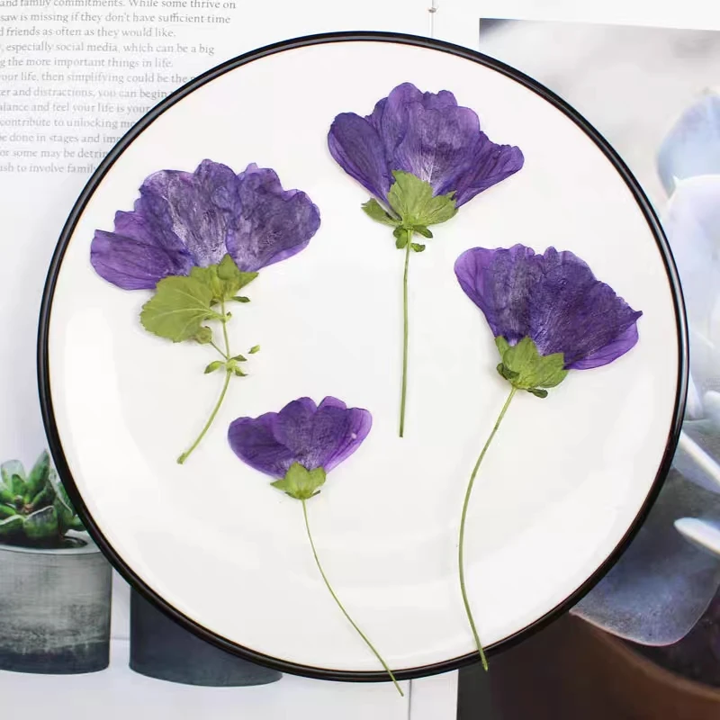 100pcs Pressed Side Dried Malva sinensis Cavan Flower Herbarium Resin Epoxy Jewelry Card Bookmark Frame Phone Case Makeup Lamp
100pcs Pressed Side Dried Malva sinensis Cavan Flower Herbarium Resin Epoxy Jewelry Card Bookmark Frame Phone Case Makeup Lamp