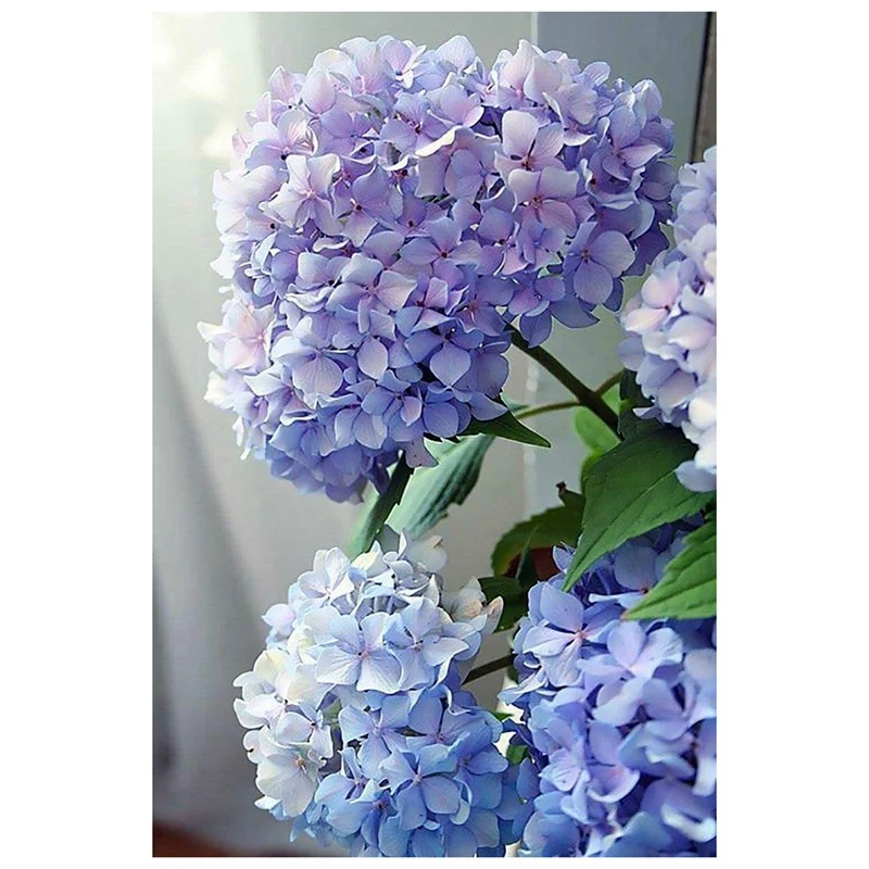 Набор для рисования по номерам, ботанические цветы для взрослых и детей, на холсте, для творчества, Рисование цветов, рабочие цветы, лист, гор...
Набор для рисования по номерам, ботанические цветы для взрослых и детей, на холсте, для творчества, Рисование цветов, рабочие цветы, лист, гор...