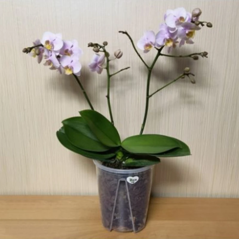 Plastic Garden Flowerpot Transparent Root-controlled Planter For Flowers Pruning Pot Orchid Clear Pot Slotted Plantpot
Plastic Garden Flowerpot Transparent Root-controlled Planter For Flowers Pruning Pot Orchid Clear Pot Slotted Plantpot
