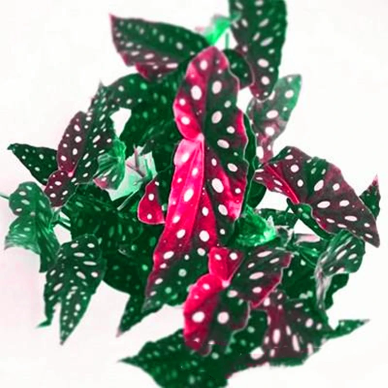 100 шт. семена леопарда бегонии благовония садовый бонсай Природные растения Редкие волнистые листья цветы ароматные благовония V392E
100 шт. семена леопарда бегонии благовония садовый бонсай Природные растения Редкие волнистые листья цветы ароматные благовония V392E