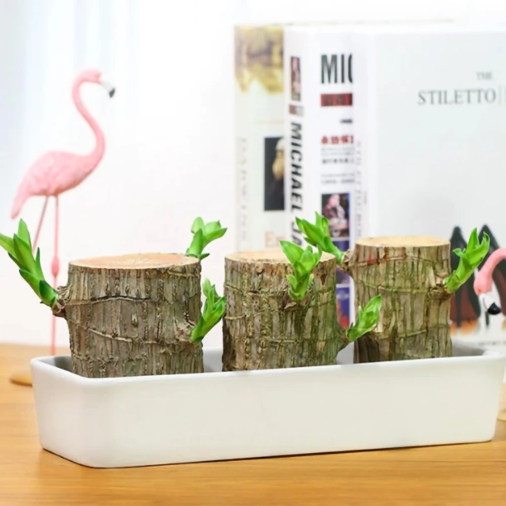 Mini Brazil Lucky Badan Wood Hydroponic Potted Plant Stump Mini Plant Indoor Office Desktop Home Decoration Hydroponic Plants
Mini Brazil Lucky Badan Wood Hydroponic Potted Plant Stump Mini Plant Indoor Office Desktop Home Decoration Hydroponic Plants