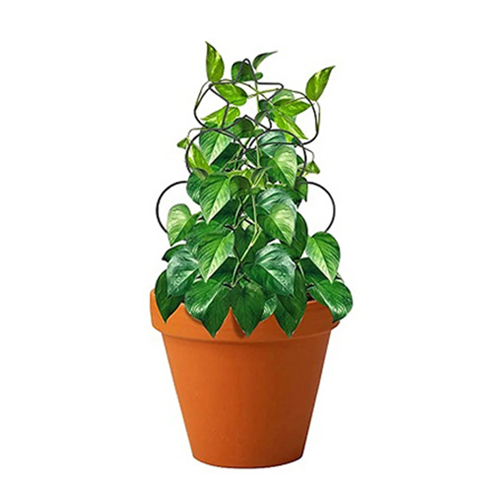 Circles Stars Garden Support Stake Metal Garden Plants Pot Trellis Decorative Cane Vines Support Ring For Climbing Plants
Circles Stars Garden Support Stake Metal Garden Plants Pot Trellis Decorative Cane Vines Support Ring For Climbing Plants